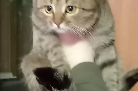 Найдена кошка, Челябинск, фото: Найден кот, улица Жукова, 53, Челябинск - серый и ласковый