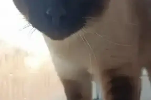 Найдена кошка, Владивосток, фото: Найден кот, улица Маковского, 181, Владивосток - ухоженный и игривый