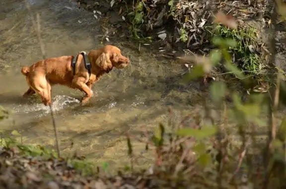 Пропал собака, дома отдыха «Пахра», Камчатский край - рыжий кобель, 3 года - photo
