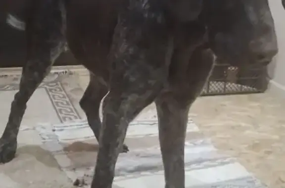 Найдена собака, Вязники, фото: Найдена собака, улица Красина, Вязники - коричневый окрас