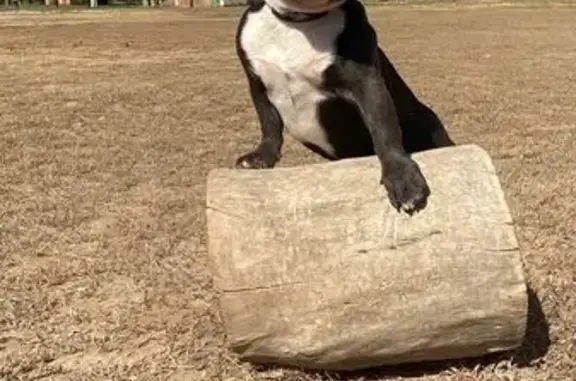 Пропала собака, мужской, Краснодарская улица, 43, Астрахань - photo