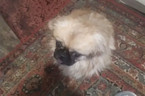 Найдена собака, Казань, фото: Найден собака, мужской, улица Годовикова, Казань