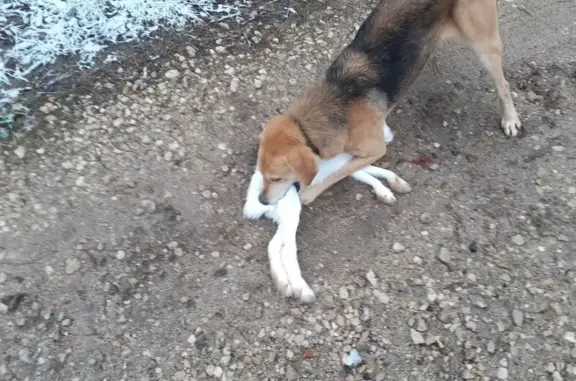 Пропал собака, Зеленодольская улица, 35, Нижний Новгород - рыже-коричневый, трусливый - photo