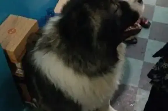 Найдена собака, Краснообск, фото: Найдена собака, Центральная улица, Краснообск - крупная, около 80 кг