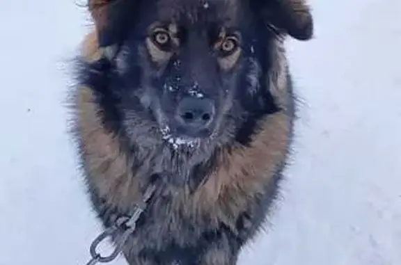 Пропала собака, Челябинская улица, 64, Каменск-Уральский - трёхцветный, лохматый, добрый - photo