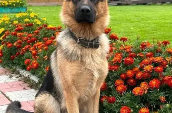 Пропал собака, улица Горького, Екатеринбург - немецкая овчарка - photo