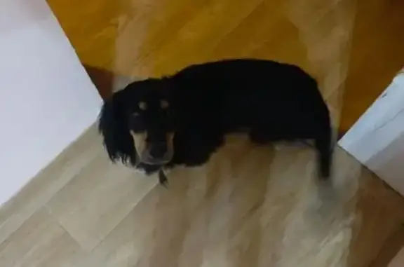 Пропал собака, Черемхово, Иркутская область - не вернулся с прогулки - photo