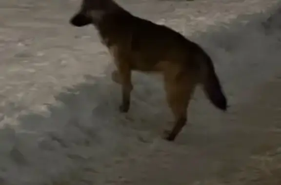 Найдена собака, Колпино, фото: Найден собака, улица Ижорского Батальона, 13, Колпино - ласковый и послушный