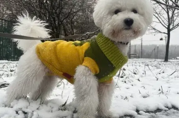 Пропал собака, улица Генерала Смирнова, Подольск - белый пушистый пес - photo