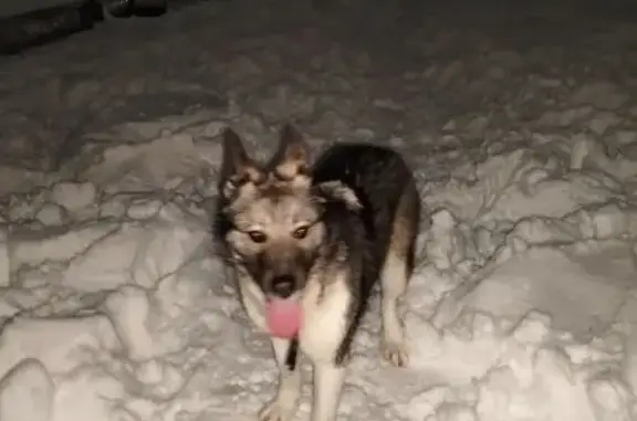 Девочка, на вид пол года плюс/минус. Чистенькая, очень похожа на щенка хаски или помесь. На шее был достаточно хороший кожаный ошейник тёмного цвета. Очень игривая и активная, подбежала ко мне, когда я гулял со своим псом, очень контактная. На загривке большое белое пятно.