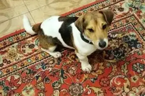 Найден джек-рассел-терьер, мальчик, молоденький в чёрном кожаном ошейнике, бегал в заволжском районе, в бору в районе дома 34 на ул. Краснодонская, увязывался за всеми проходящими людьми.