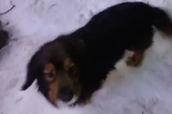 Поиск домашних животных, фото: Найдена собака, Береговая улица, 4, Домодедово - около помойки