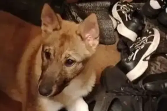 Найдена собака, Никулино, фото: Найдена собака, 46Н-09080, Никулино - щенок с чёрным пятном на хвосте