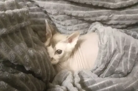 Найдена кошка, Тольятти, фото: Найдена кошка, бульвар Туполева, городской округ Тольятти - очень худая