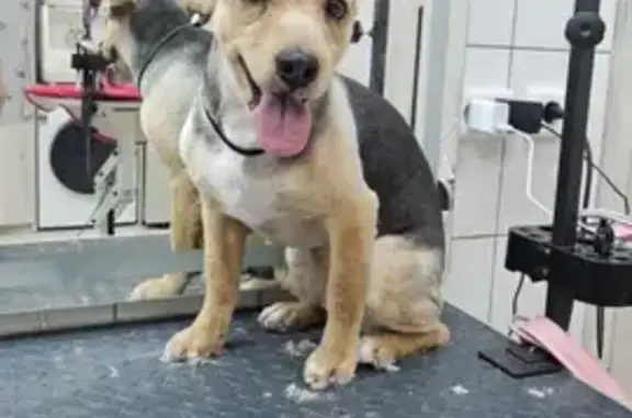 Пропал собака, улица Гущина, 175, Барнаул - черно-коричневый окрас - photo