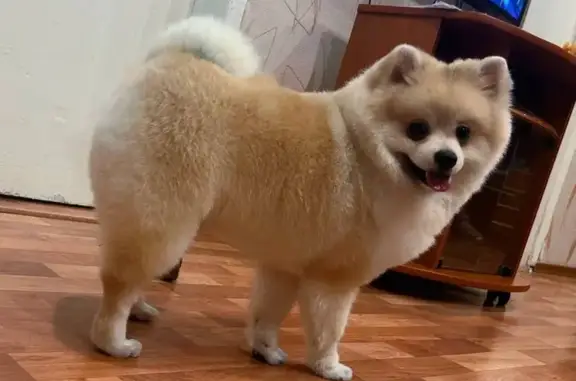 Пропал собака, улица Орджоникидзе, Соль-Илецк - померанский шпиц, окрас персик - photo