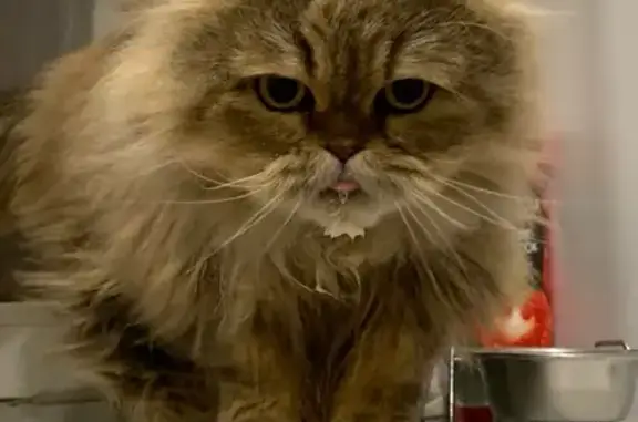 Найдена кошка, Волгоград, фото: Найдена кошка, Аэропортовский переулок, 2, Волгоград - на передних лапках нет когтей