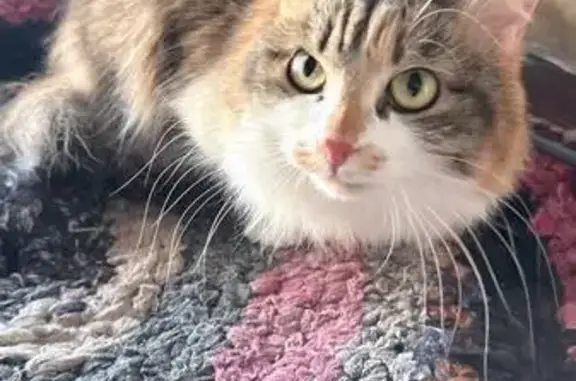 Найдена кошка, Красная Горка, фото: Найдена кошка, подъезд к коллективным садам «Уральские Зори», Красная Горка - длинношерстная и ласковая