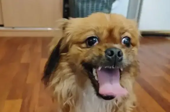 Найдена собака, Ижевск, фото: Найден собака, Буммашевская улица, 66, городской округ Ижевск - дружелюбный метис пекинеса