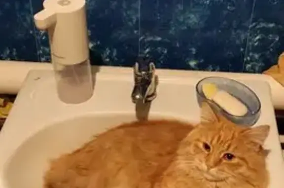 Пропала кошка, улица Матросова, 5, Магнитогорск - рыжий, пушистый, кастрирован - photo