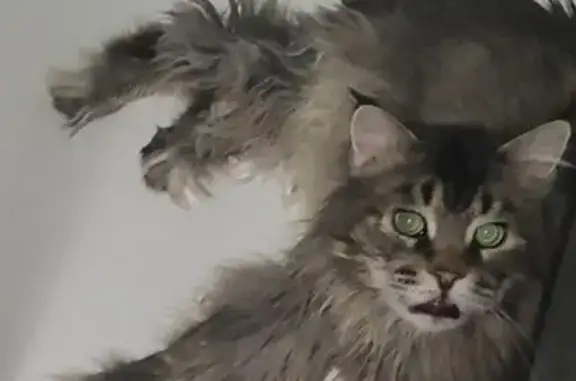 Пропал кот, улица Интернационалистов, Ноябрьск - мейнкун с дефектом челюсти - photo