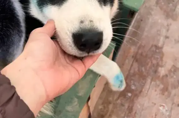 Найдена собака, Волгоград, фото: Найден собака, Первомайская улица, 5А, Волгоград - мальчик хаски