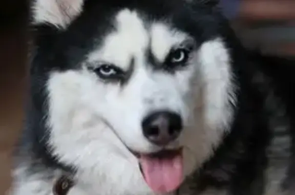 Найдена собака, Воронеж, фото: Найдена собака, девочка Юта, Воронеж, Воронежская область