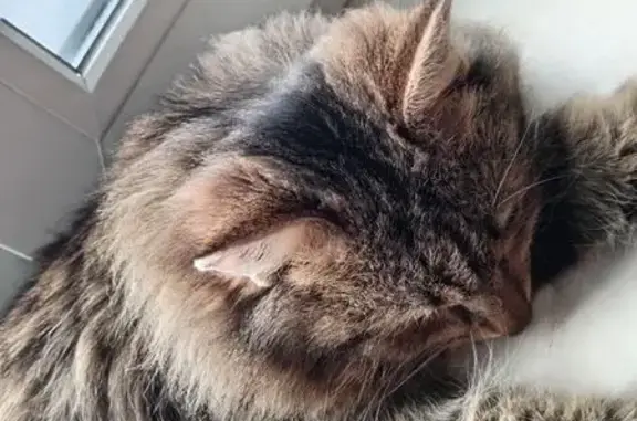 Пропал кот, Березник, Архангельская область - photo