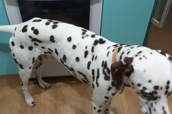 Найдена собака, Краснокамск, фото: Найдена собака, улица Чапаева, 21А, Краснокамск - коричневые пятна, кобель, далматинец