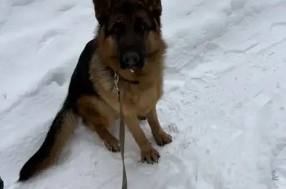 Пропала собака, Осенний переулок, 13, Придорожный - немецкая овчарка с клеймом - photo