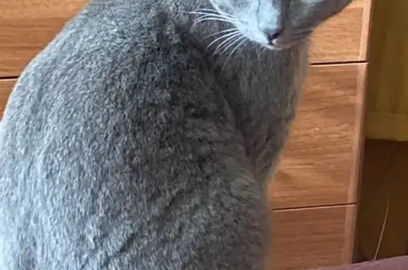 Найдена кошка, Астрахань, фото: Найдена кошка, Заводская площадь, Астрахань