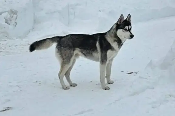 Найдена собака, Нагорное, фото: Найден собака, Нагорное, Московская область - молодой хаски