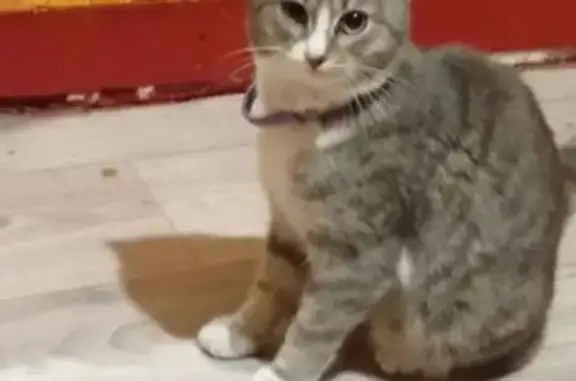 Найдена кошка, Мичуринск, фото: Найдена кошка, Вокзальный переулок, Мичуринск - серый с белым