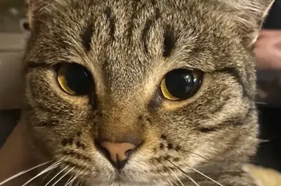 Пропал кот, Артиллерийская улица, 74/1, Краснодар - по кличке Бабиджон - photo