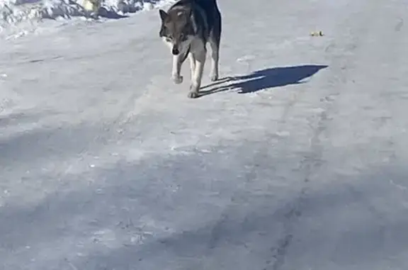 Найденные животные Корнилово, фото: Найдена собака, Корнилово, Томская область - небольшого роста, примесь с хаски