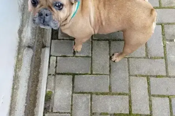 Найдена собака, Тбилисская, фото: Найдена собака, девочка, Базарная улица, 290, Тбилисская - французский бульдог с зелёным ошейником