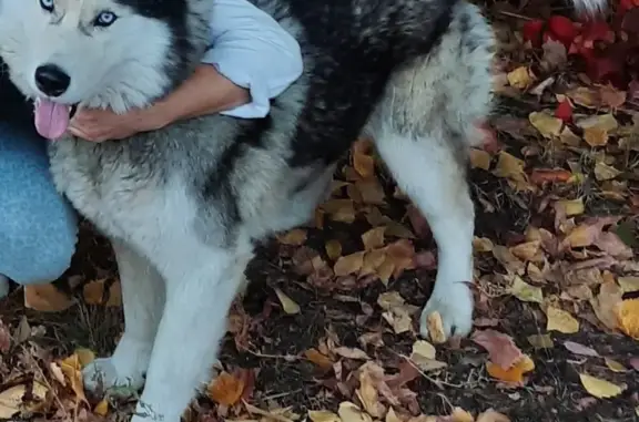 Пропал собака, улица Толбухина, Ульяновск - бело-серый окрас, ошейник чёрный - photo