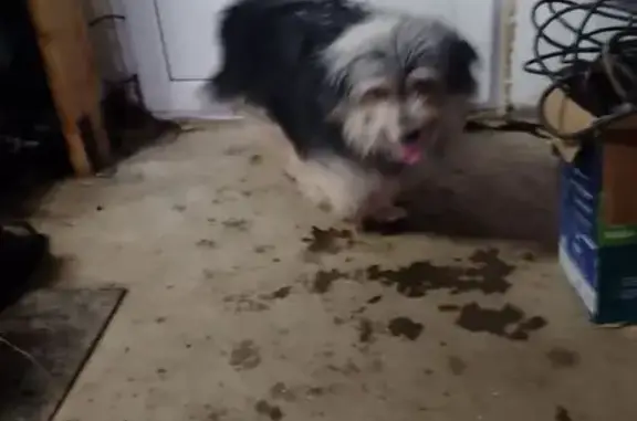 Найдена собака, Киров, фото: Найдена собака, Хабаровы, Киров - ухоженная с ошейником