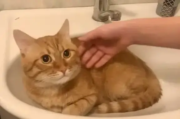 Объявления о пропавших и найденных животных, Бронницы, фото: Найден кот, Советская улица, 112А, Бронницы - рыжий, молодой