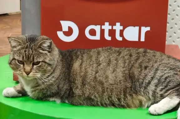 Потерянные животные Санкт-Петербург, фото: Пропала кошка, набережная Обводного канала, 134-136-138 литВЗ, Санкт-Петербург - нет передней левой лапы