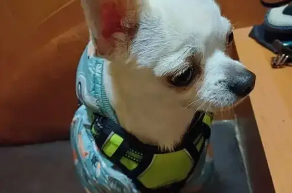 Найдена собака, Мытищи, фото: Найден собака, улица Матросова, Мытищи