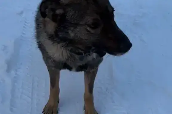 Собаки потеряшки, Солонцовский сельсовет, фото: Потеряшка собака, мужской, СНТ Надежда, Солонцовский сельсовет