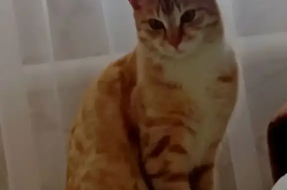 Пропал кот, Чапли, Курская область - рыжий, зовут Лучик - photo