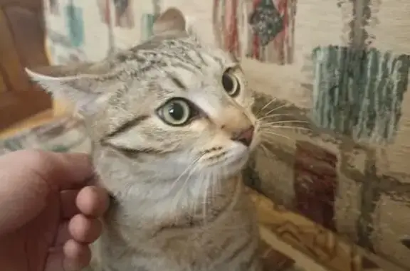 Найдена кошка, Екатеринбург, фото: Найдена кошка, улица Гагарина, 61, Екатеринбург - пятнисто полосатого окраса