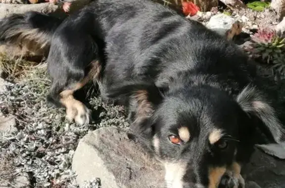 Пропал собака, Вязовая улица, 23, Волгоград - кличка 