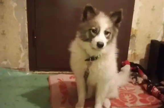 Пропала собака, Водопроводная улица, 20, Воркута - белая пушистая с рыже-чёрной мордочкой - photo