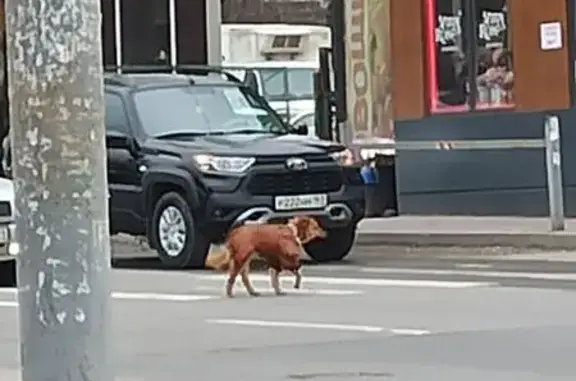 Найдена собака, Ростов-на-Дону, фото: Найдена собака, Ростовский переулок, 28, Ростов-на-Дону - в коричневом комбинезоне