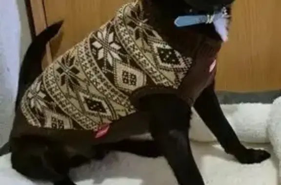 Пропал собака, Мирный, Республика Саха (Якутия) - чёрный с белой грудкой, кличка Борис - photo