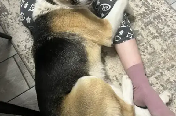 Пропал собака, Керченская улица, 4, Астрахань - коричневый ошейник - photo