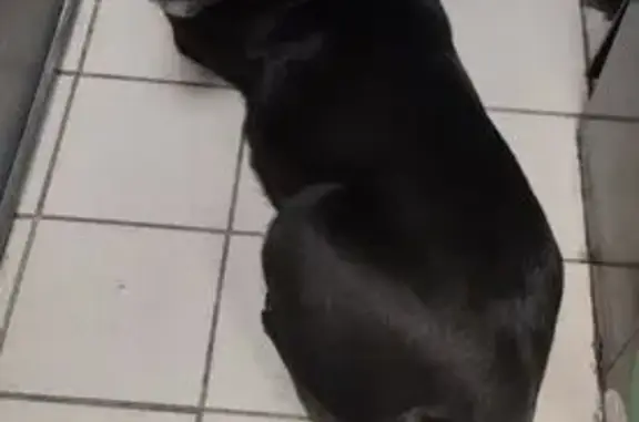 Найдена собака, Пенза, фото: Найдена собака, женский пол, улица Бородина, 2А, городской округ Пенза